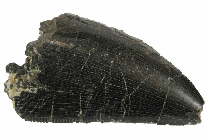 Serrated, Allosaurus Tooth - Bone Cabin Quarry, Wyoming #163396